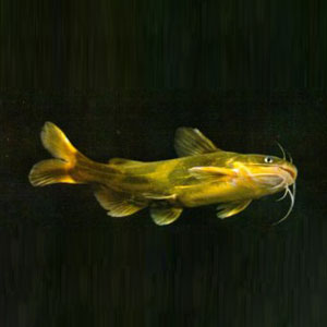 長須黃顙魚