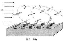 行動[生物學術語]