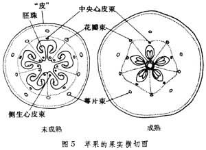 果實