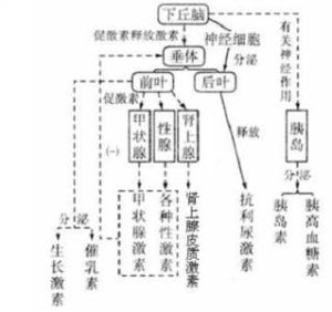 神經體液調節