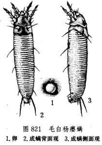 毛白楊癭蟎