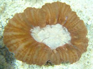 珍珠腦珊瑚