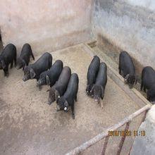 黃淮海黑豬
