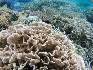 帛琉萬象珊瑚區