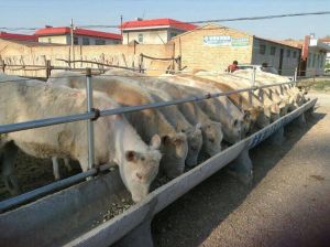 養殖場