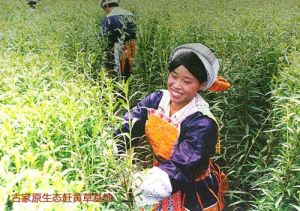 古家趕黃草原生態GAP基地-苗家人世代飲食趕黃草