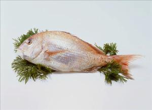 鯛魚