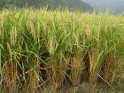 再生稻高產栽培技術
