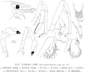 巴馬新米蝦