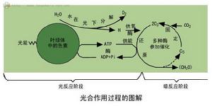 圖3光合作用過程圖解