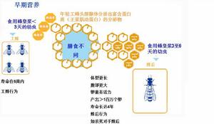 ENP科學—早期營養編程