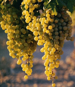 Grapes