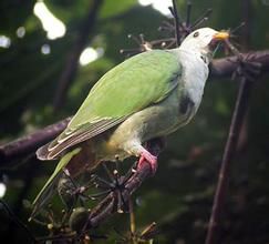 黑項果鳩