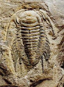八郎海洋古生物化石群