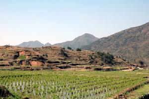 岳西石關鄉馬畈茭白基地