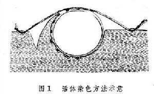 胚胎預定命運圖