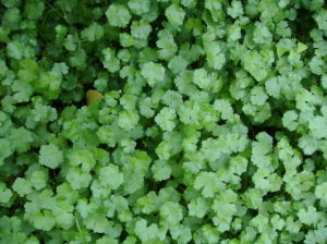 Hydrocotyle sibthorpioides