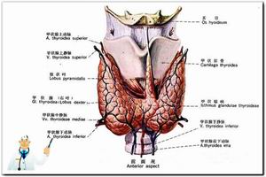 老年甲亢