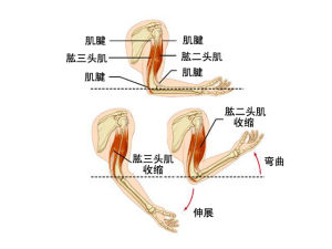 肱二頭肌