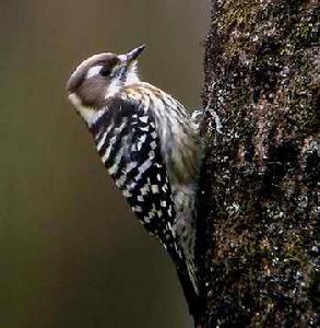 （圖）小星頭啄木鳥