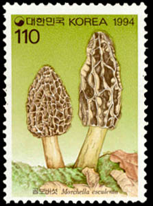 Morchella esculenta