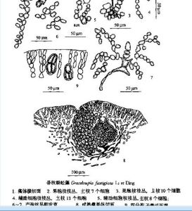 帚狀蜈蚣藻