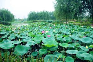 隋唐城遺址植物園