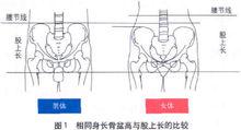 臀[人體部位]