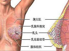 乳腺退化不全