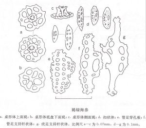 褐綠海參