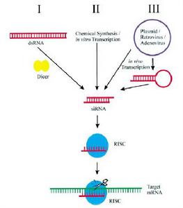 RNAi實驗流程