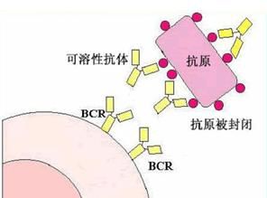 封閉抗體陰性