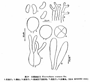 白堊刺皮耳