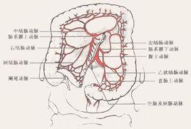 腸系膜動脈