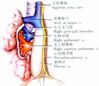 肺部結構示意圖