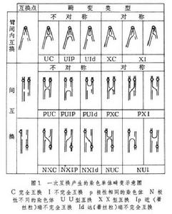 染色體內畸變