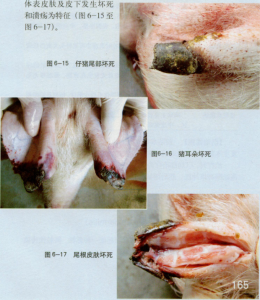 病豬特徵