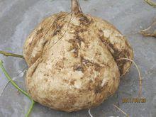 地瓜籽-豆科植物豆薯種子