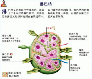 淋巴器官