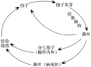 棉花炭疽病病害循環示意圖