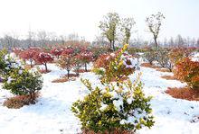 江蘇黃海海濱國家森林公園雪景高清組圖1