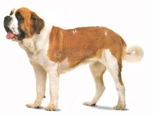 St. Bernard (dog)