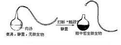 巴斯德實驗