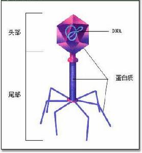 T2噬菌體