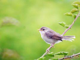 清晨的鳥