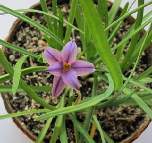 Ipheion uniflorum 'Froyle Mill'