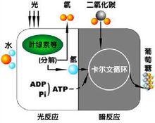 生物力能學