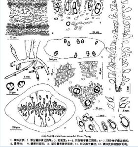 馬氏石花菜