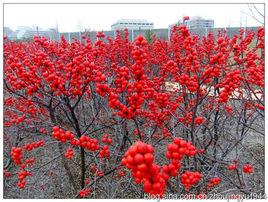 歐洲紅果冬青