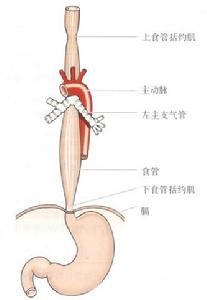 胃腸動力檢查學